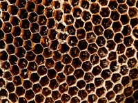 Honey Bee Hive Honeycomb Background