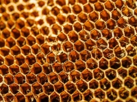 Fond de nid d'abeille ruche miel
