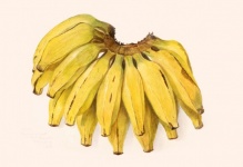 Plátano fruta fruta vintage
