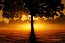Il sole dell'albero splende di luce