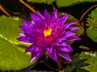 Beautiful waterlily lotus flower