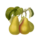 Päronfrukt vintage frukt