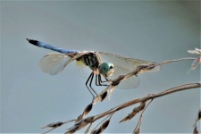 Blue Dasher Dragonfly Close-up 2