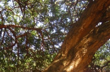 Branche d'arbre Paperbark et feuille