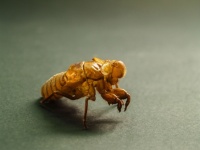 Brown cicada