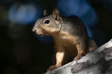 Bryantova Fox Squirrel