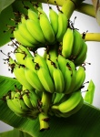 Bunch ripening bananas tree