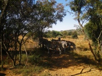 Burchell&039;s Zebra N Shade Under Tree