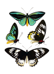 Papillons Art Vintage