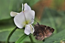 Mariposa en flor de guisante de ojos neg