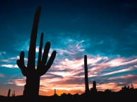 Kaktussilhouette vid solnedgången