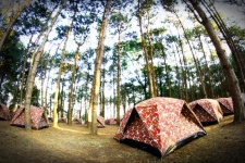 Camping in pine Forrest at Phu Hin Rong