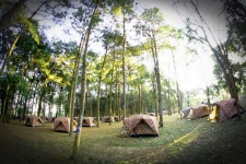 Acampar em pinho Forrest em Phu Hin Rong