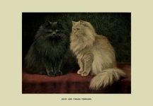 Katter Vintage målning perser