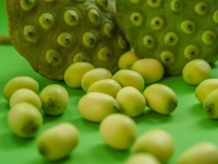 Close-up of lotus pods and seeds