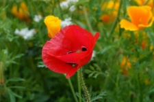 Poppy, Wild Flower