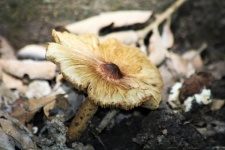 Corn Silk Fiber Head Mushroom