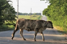 Cow Crossing Country Road