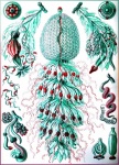 Rysunek Ernsta Heinricha Haeckela 2