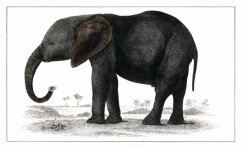 Elephant wild animal Africa vintage