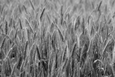 Uši pšenice