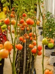 Boerderij tomaten in de kas