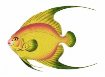 Arte colorida vintage de peixe