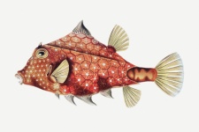 Pesce colorato vintage art
