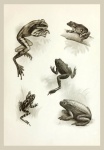 Frogs Poster Vintage