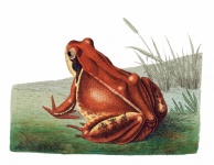 Grenouille crapaud amphibien vintage