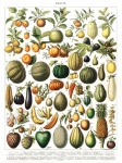 Grădină de fructe cu legume vintage