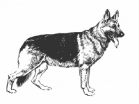 Clipart de chien de berger allemand