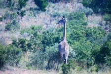 Giraffe from the back in africa