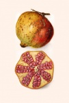 Vintage de frutas de romã