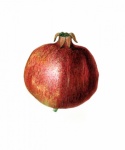 Pomegranate fruit fruit vintage