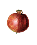 Granatapfel Obst Frucht Vintage