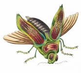 Grasshopper cricket art vintage
