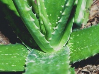 Green Aloe Vera Closeup