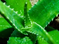 Closeup zelené aloe vera