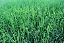 Зеленое рисовое поле