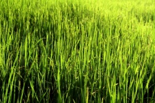 Зеленое рисовое поле