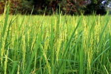 Green rice plant during flowering