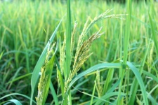 Green rice plant during flowering