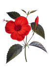 Czerwony kwiat hibiskusa
