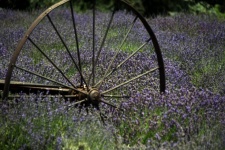Old Wagon Wheel in Lavender Field
