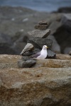 Zen seagull
