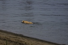 狗在水中