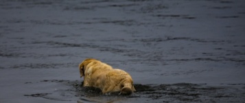 狗在水中游泳