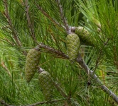 Green Pinecones