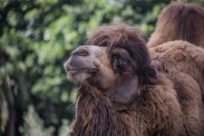 Hårig kamel